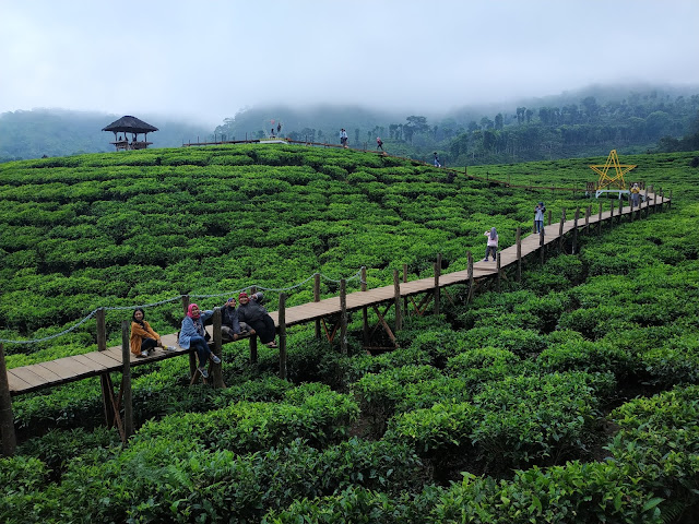 Wisata Kebun Teh Gunung Gambir, Jember (Sumber: ainunisnaeni.com)